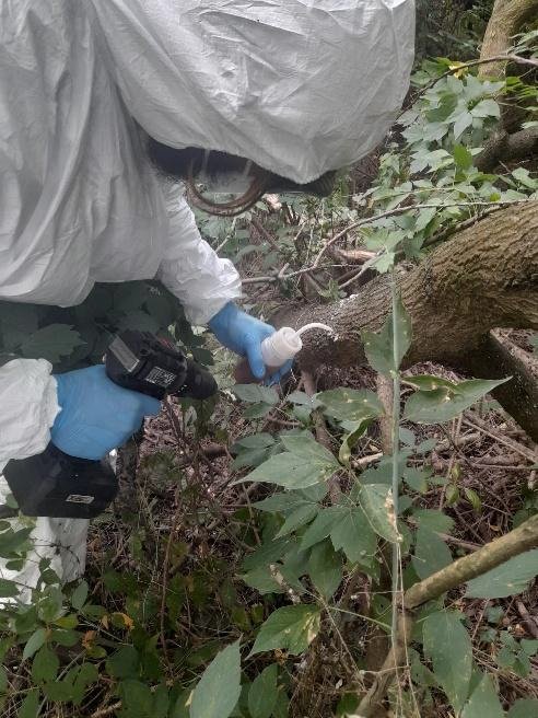 Injektáže pajasanů na Havraním ostrově – foto 1 z 2