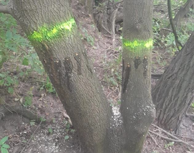 Injektáže pajasanů na Písečném ostrově – foto 1 z 1