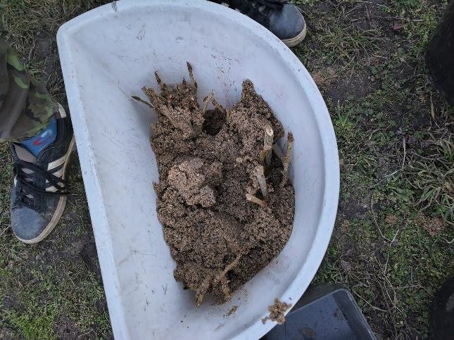 Sázení řízků topolu černého na Havraním ostrově – foto 1 z 1